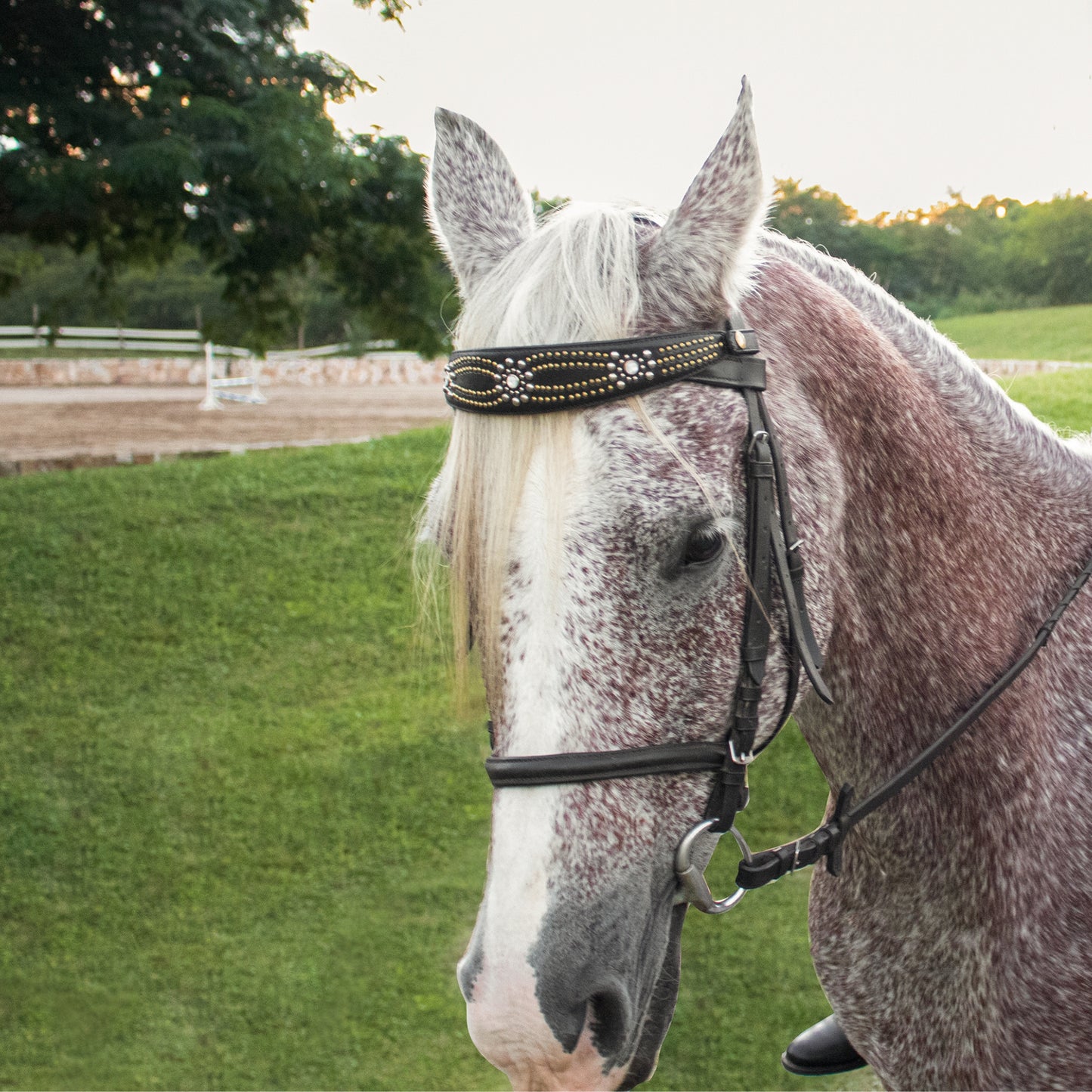 Sophia Browband