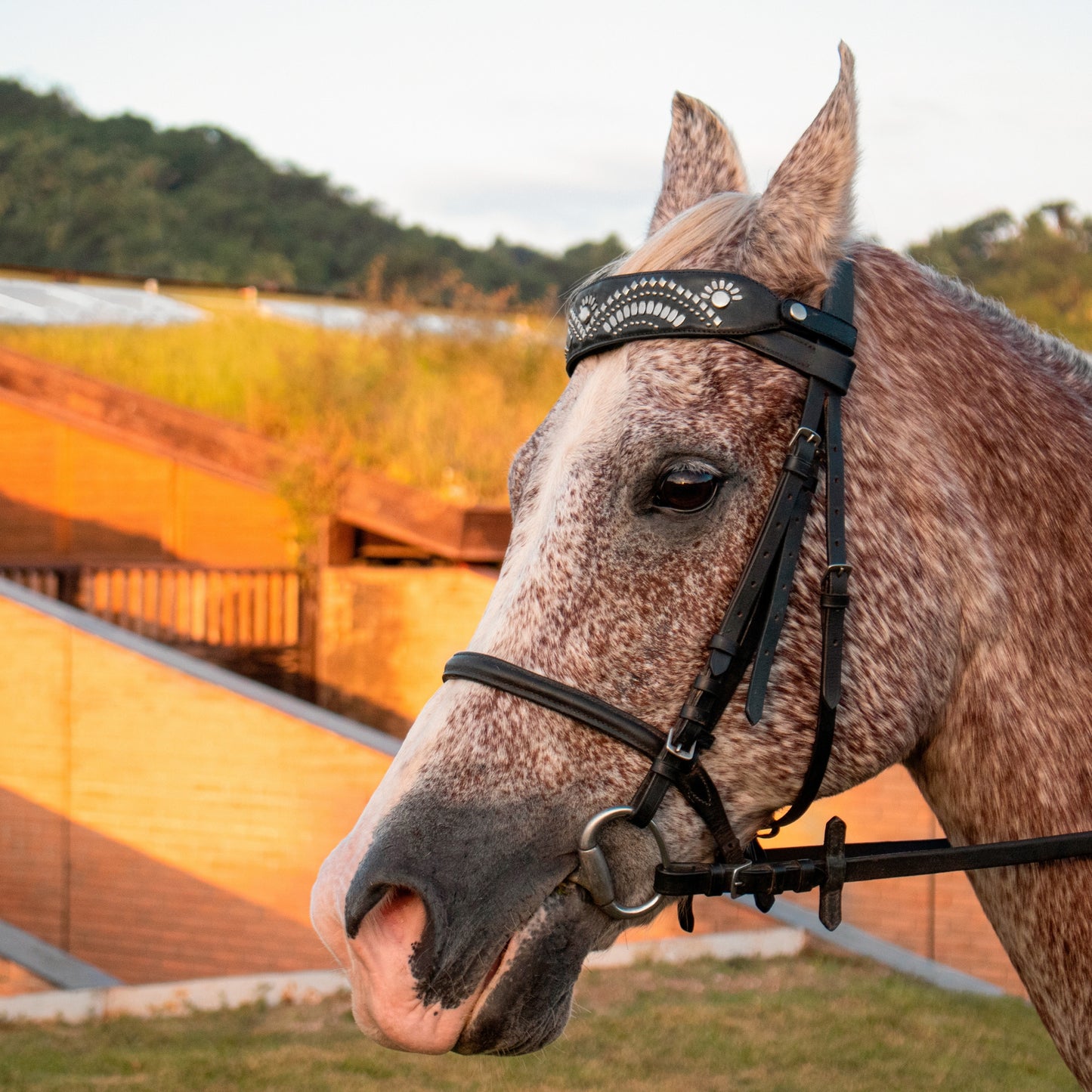 Suni Browband