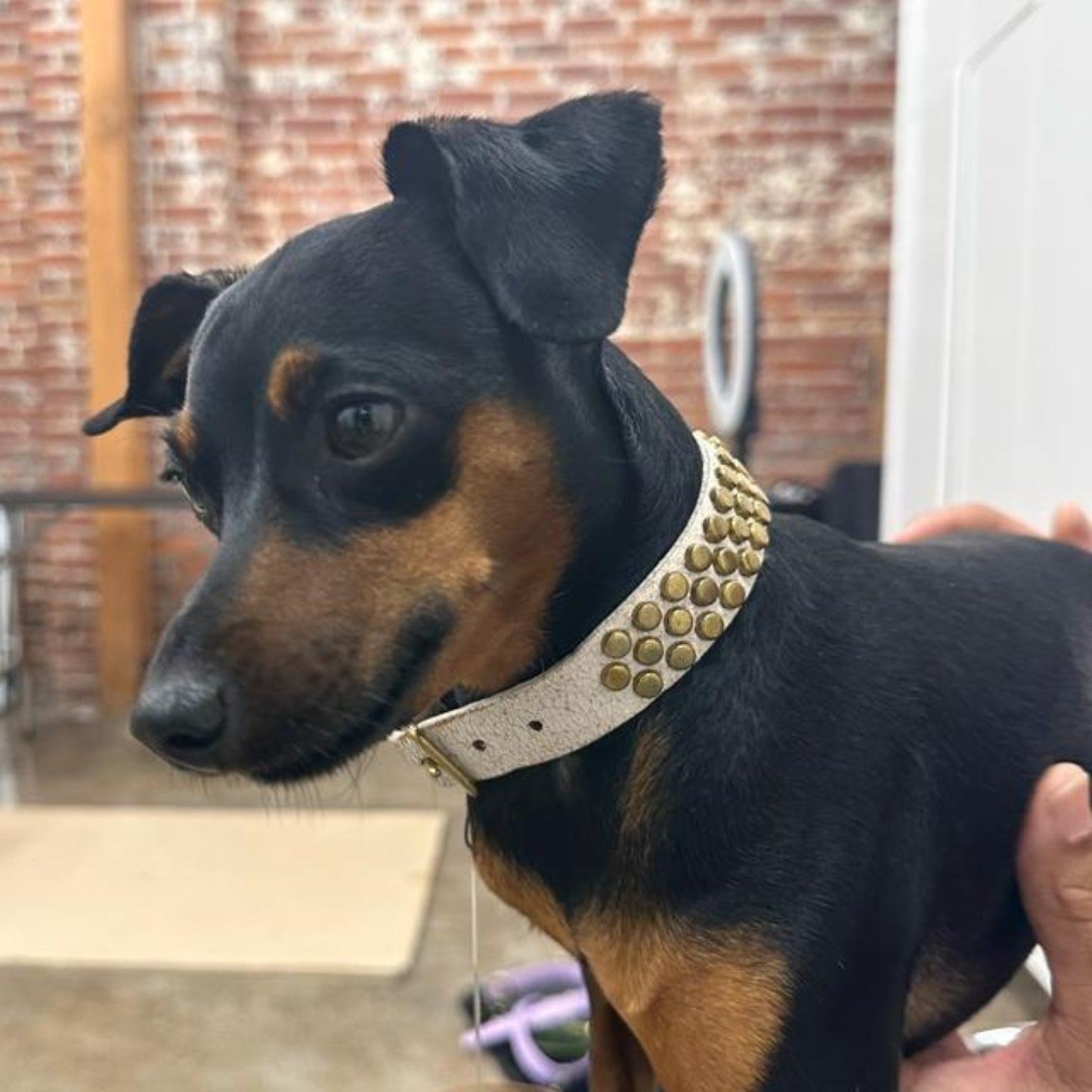 Pera 15" Dog Collars
