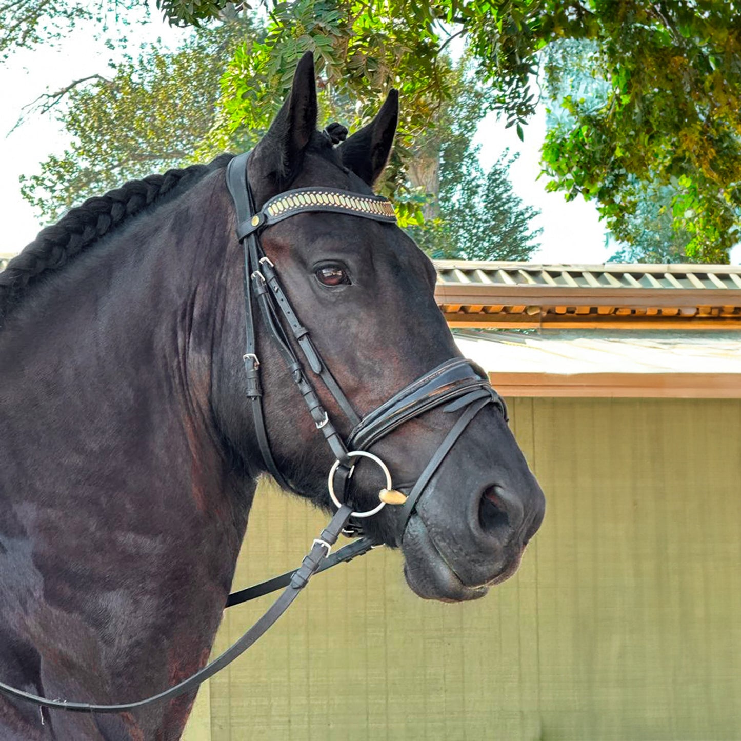 Concha Browband